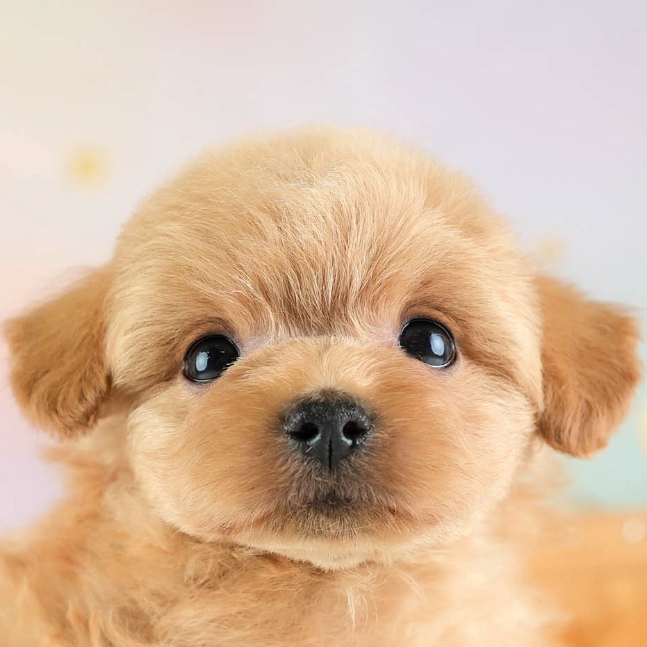 チワプー | 男の子 | アプリコット | 2026年2月16日（ID:dog-30003035）