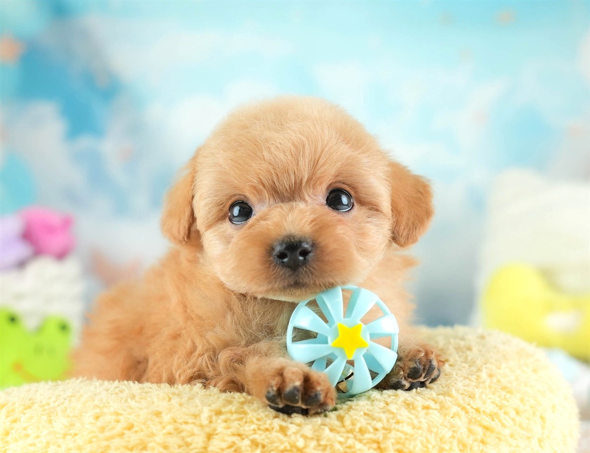 チワプー | 男の子 | アプリコット | 2026年2月16日（ID:dog-30003035）