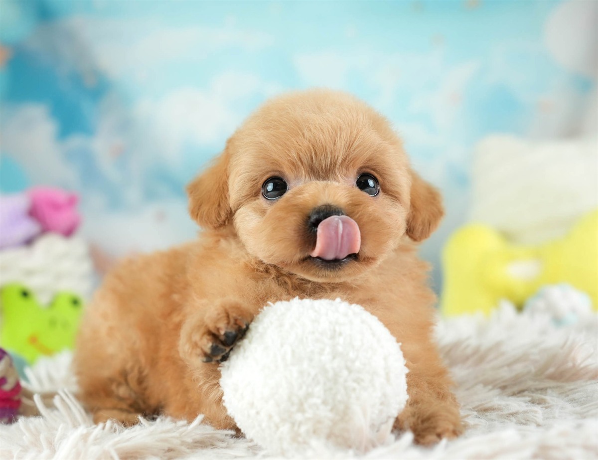 チワプー | 男の子 | アプリコット | 2026年2月16日（ID:dog-30003035）