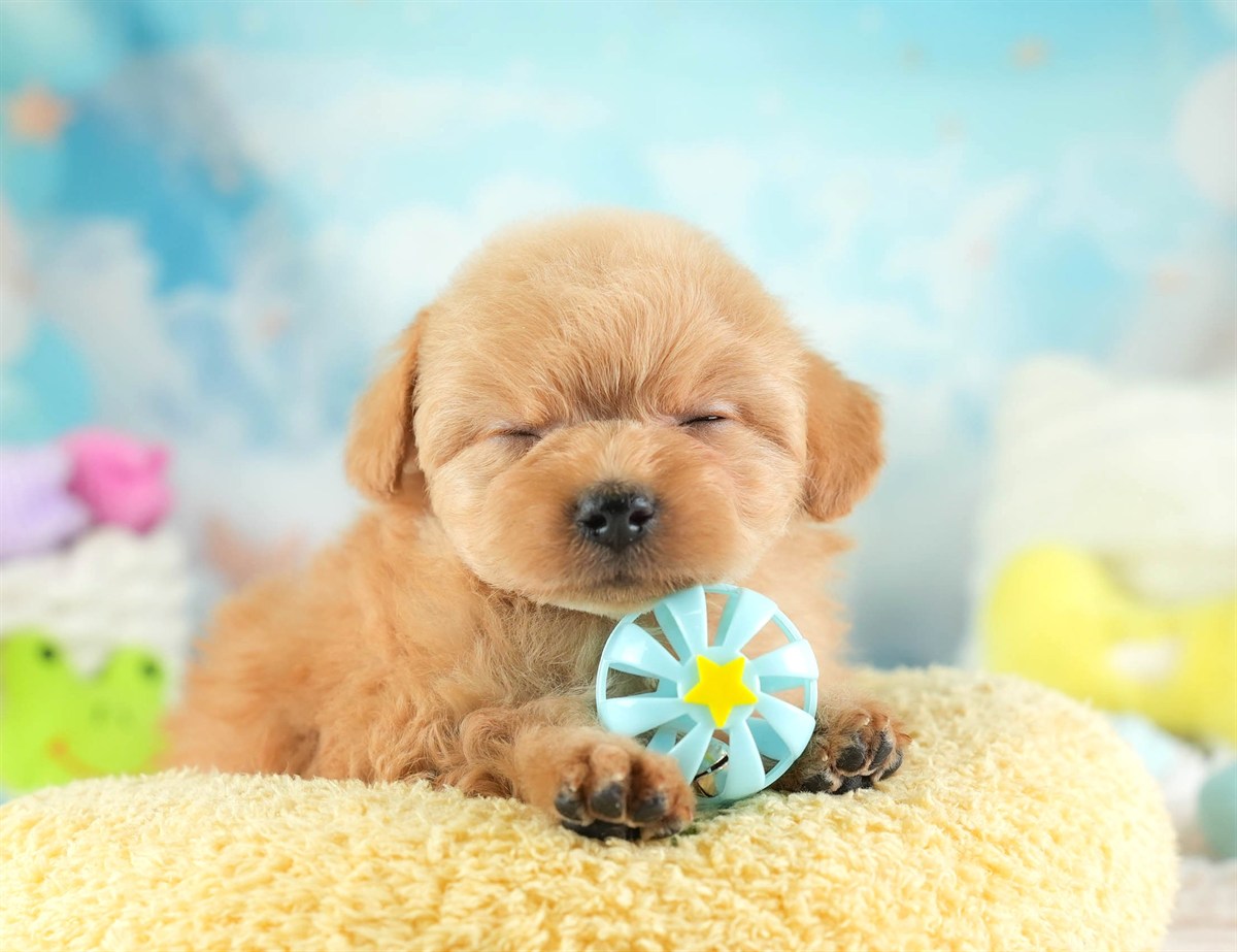 チワプー | 男の子 | アプリコット | 2026年2月16日（ID:dog-30003035）