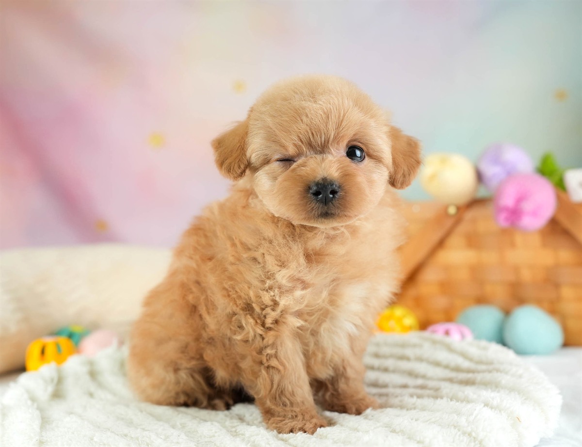 チワプー | 男の子 | アプリコット | 2026年2月16日（ID:dog-30003035）