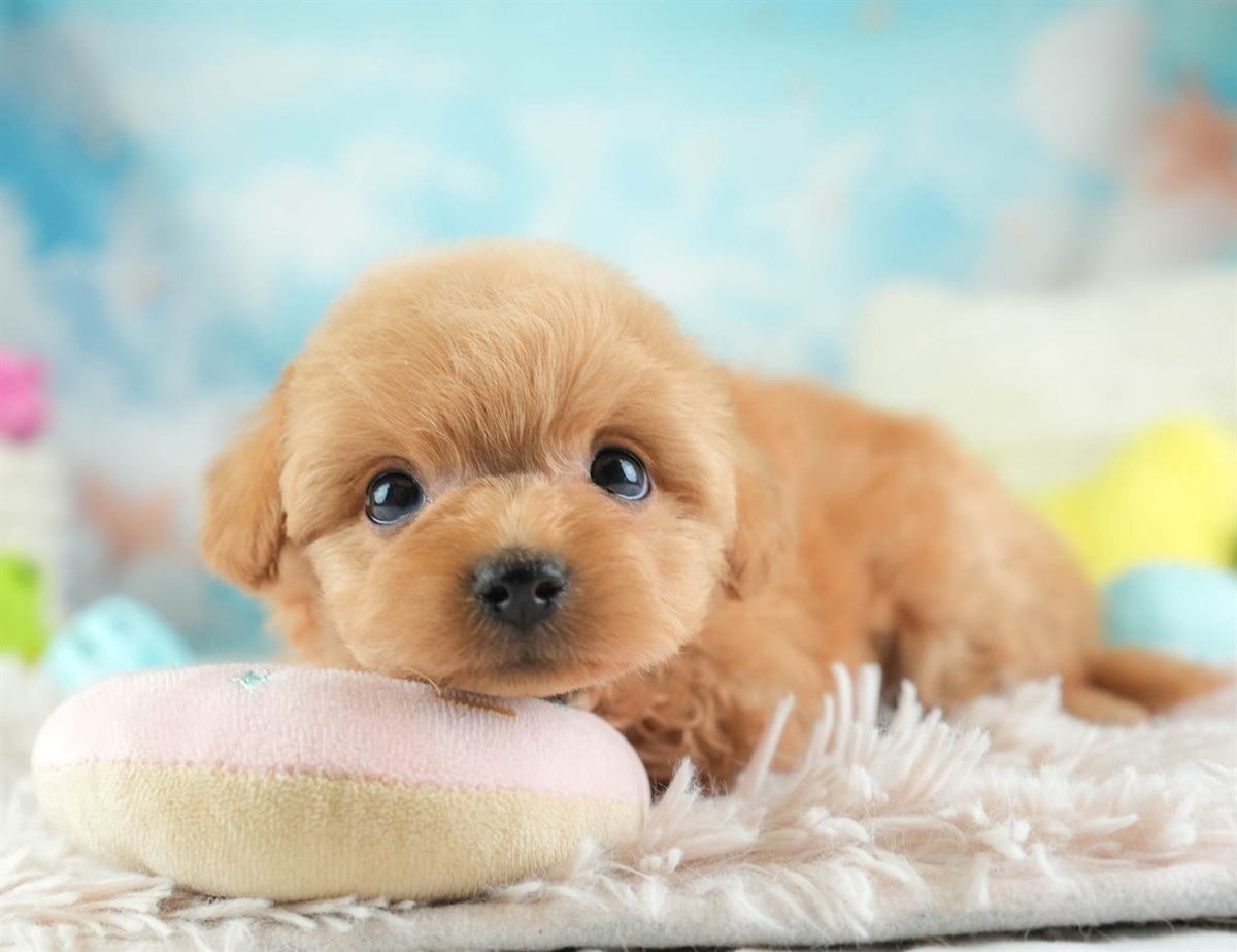 チワプー | 男の子 | アプリコット | 2026年2月16日（ID:dog-30003035）