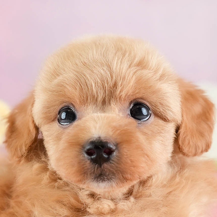 チワプー | 男の子 | アプリコット | 2026年2月16日（ID:dog-30003036）