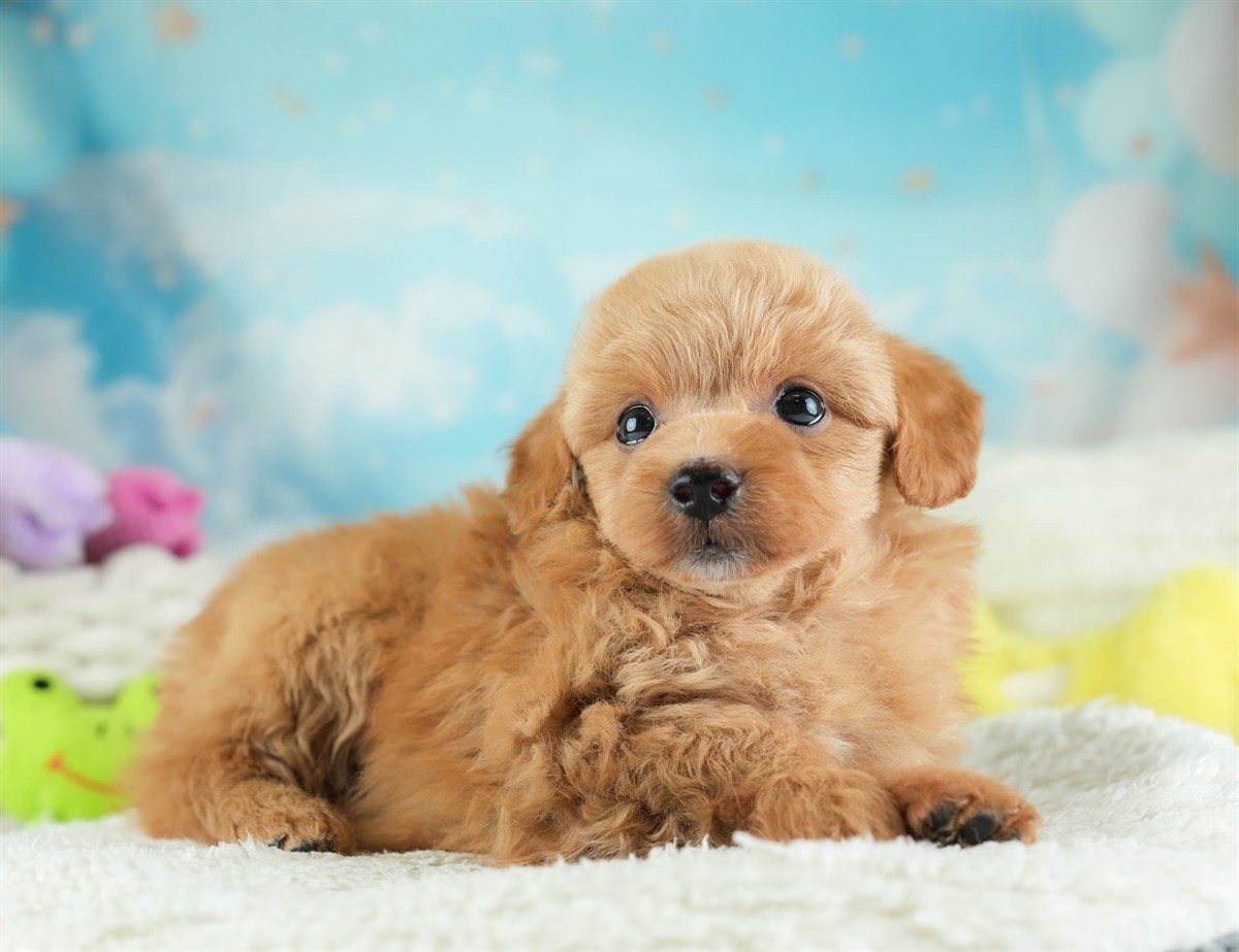 チワプー | 男の子 | アプリコット | 2026年2月16日（ID:dog-30003036）