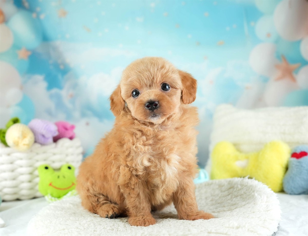 チワプー | 男の子 | アプリコット | 2026年2月16日（ID:dog-30003036）