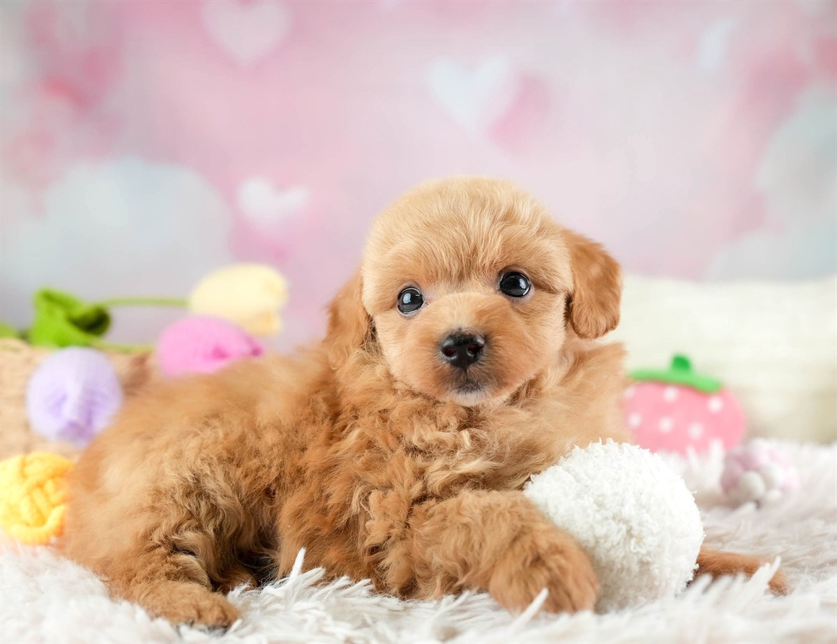 チワプー | 男の子 | アプリコット | 2026年2月16日（ID:dog-30003036）