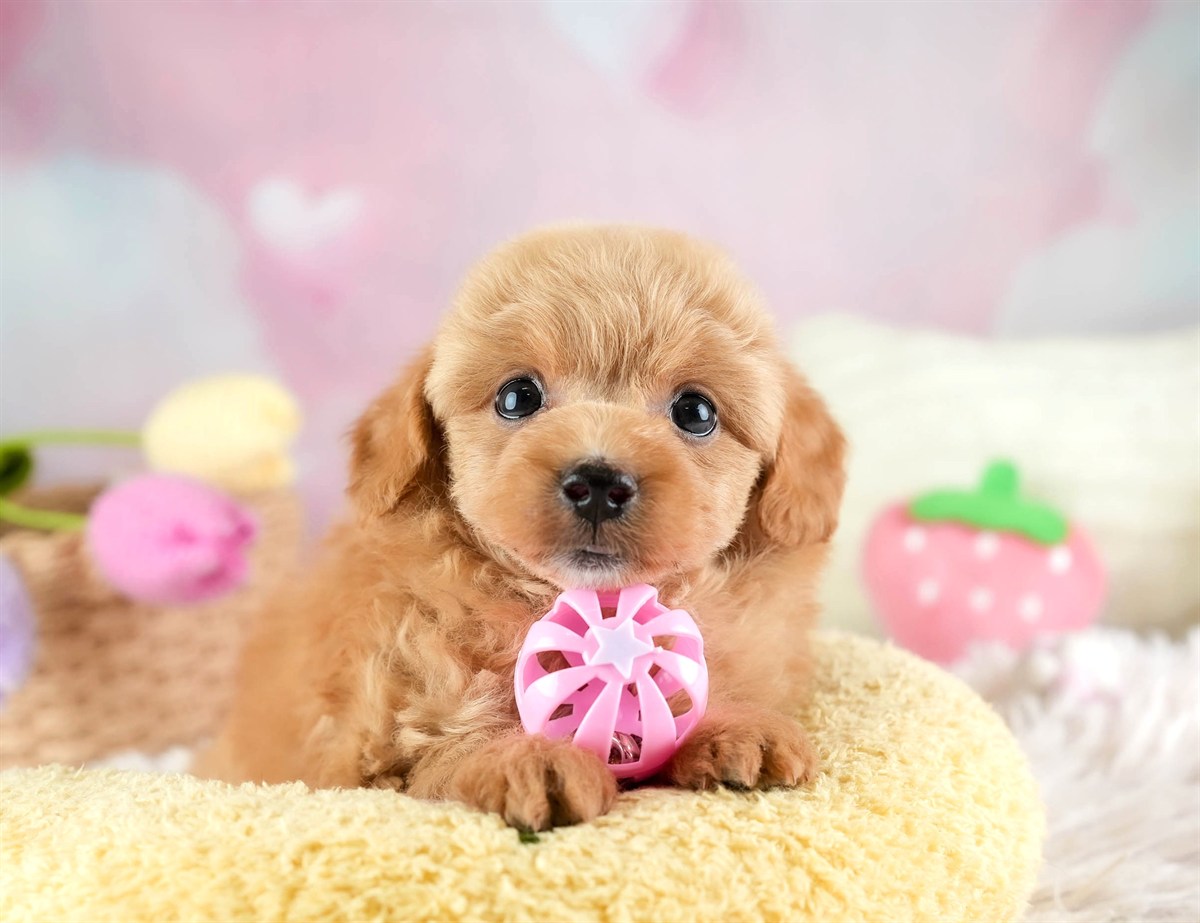 チワプー | 男の子 | アプリコット | 2026年2月16日（ID:dog-30003036）