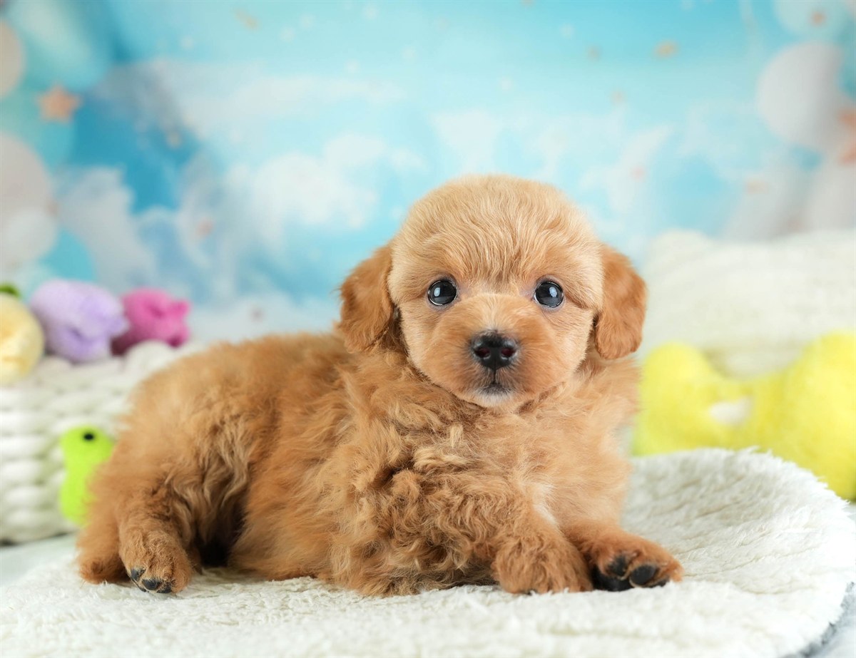 チワプー | 男の子 | アプリコット | 2026年2月16日（ID:dog-30003036）