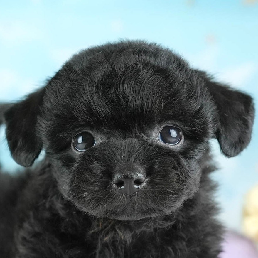 チワプー | 男の子 | ブラック | 2026年2月16日（ID:dog-30003037）