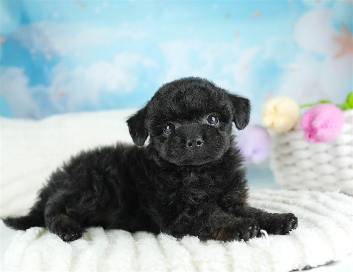チワプー | 男の子 | ブラック | 2026年2月16日（ID:dog-30003037）