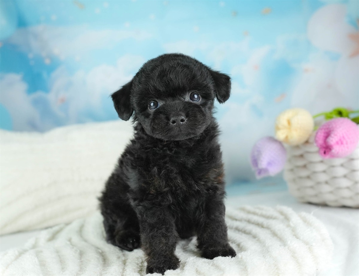 チワプー | 男の子 | ブラック | 2026年2月16日（ID:dog-30003037）