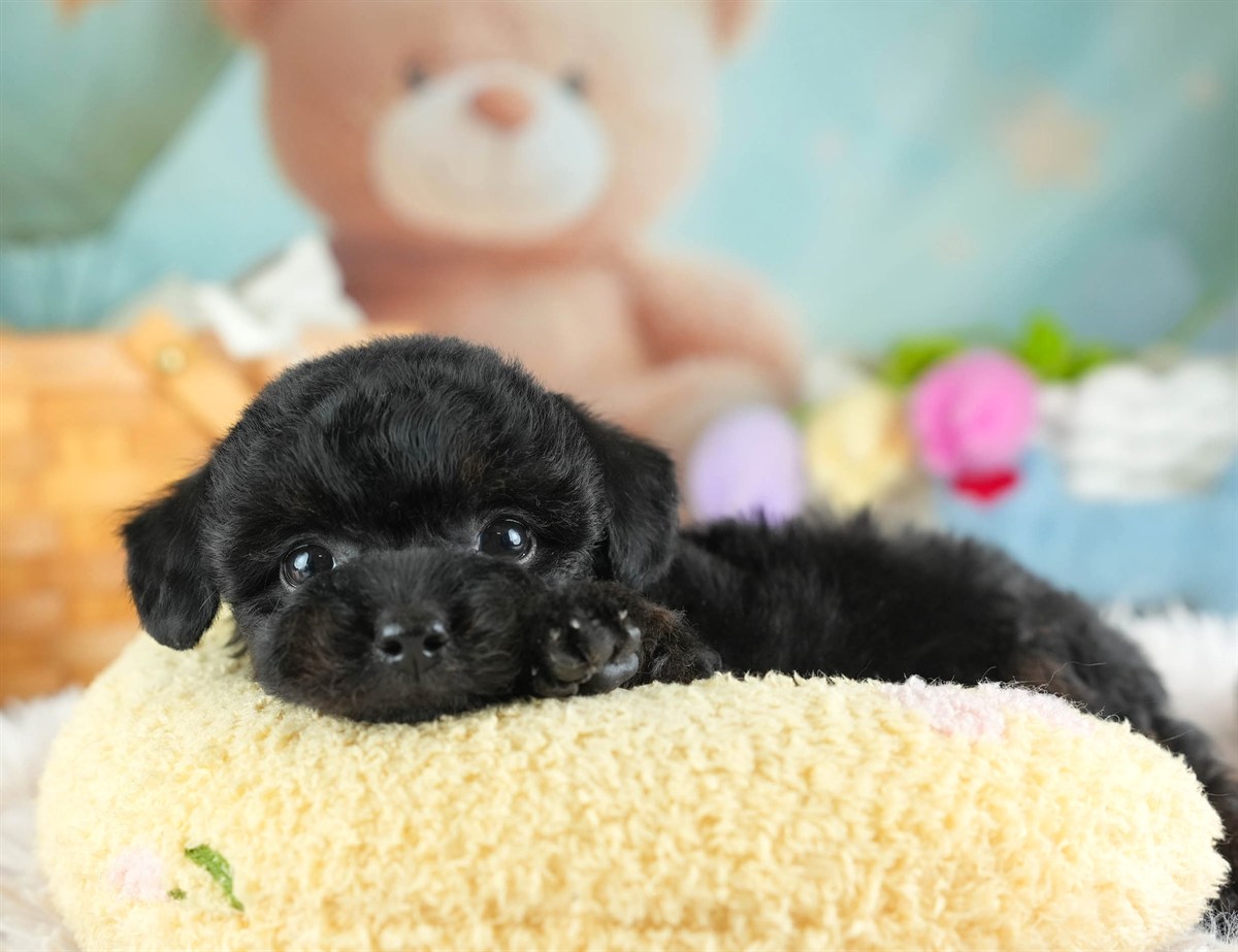 チワプー | 男の子 | ブラック | 2026年2月16日（ID:dog-30003037）