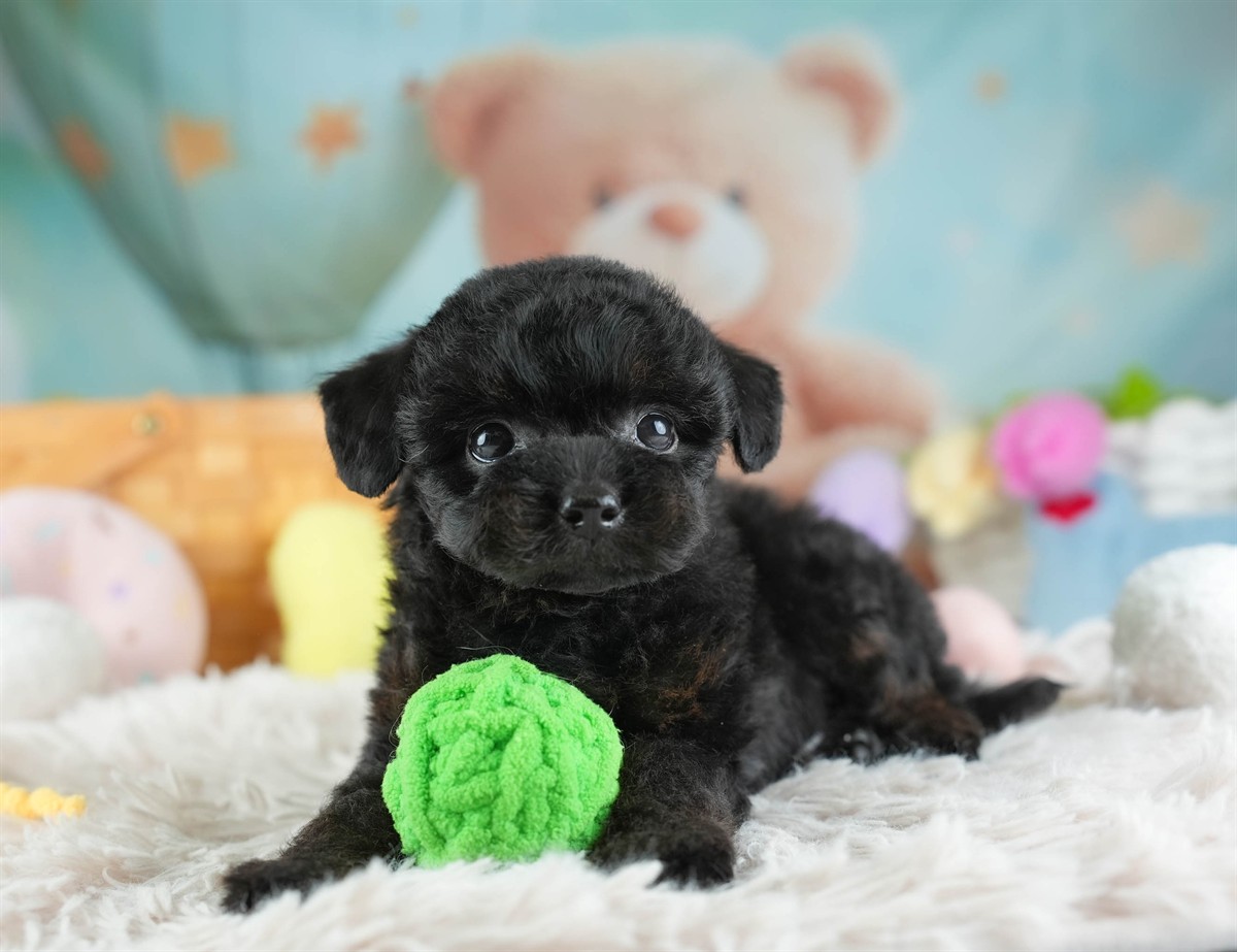 チワプー | 男の子 | ブラック | 2026年2月16日（ID:dog-30003037）