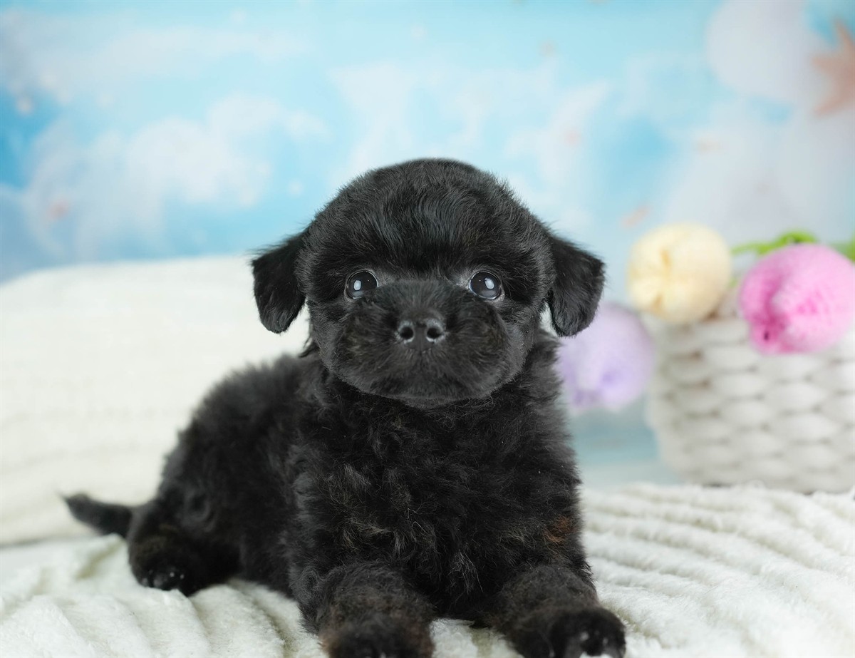 チワプー | 男の子 | ブラック | 2026年2月16日（ID:dog-30003037）