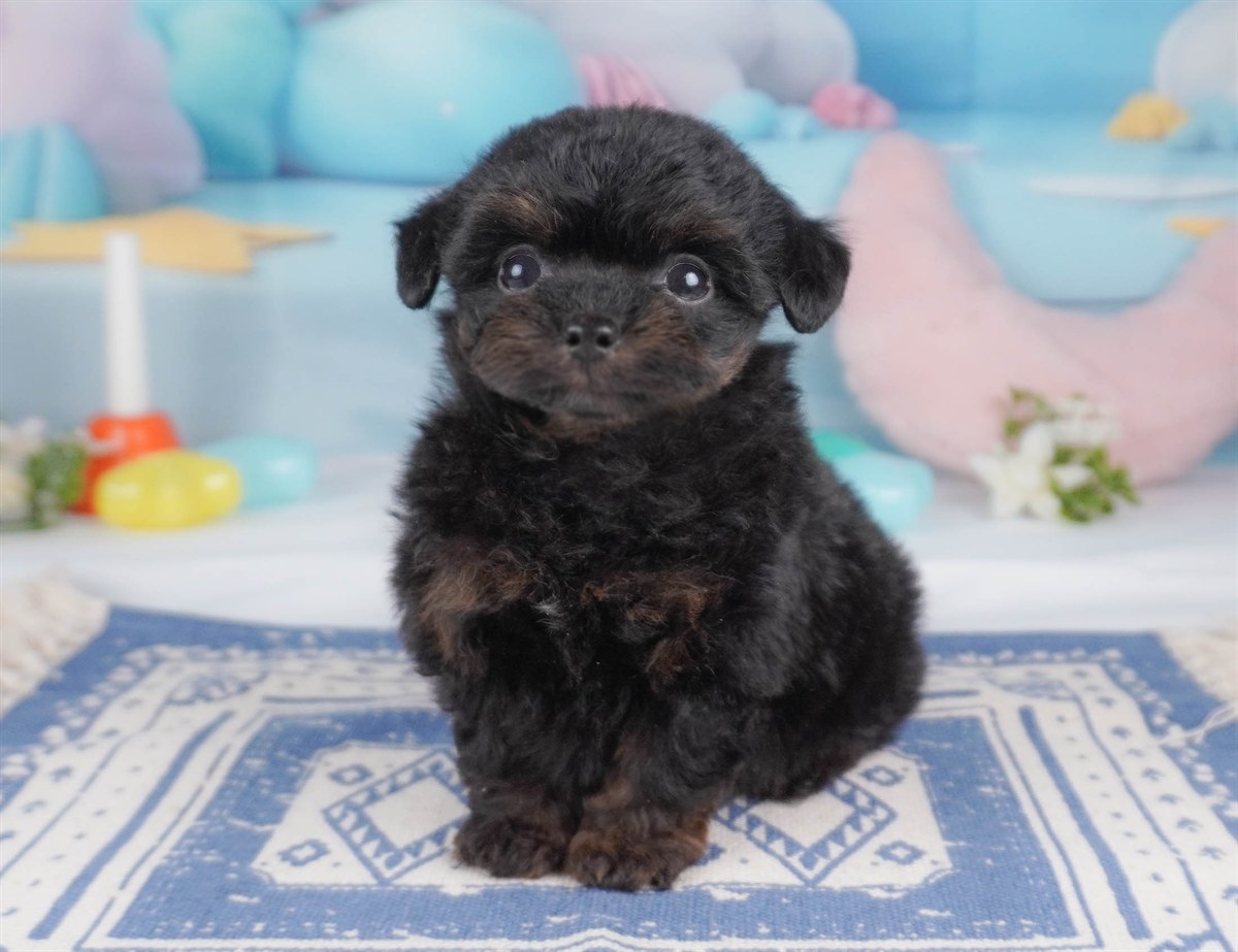 チワプー | 男の子 | ブラック＆タン | 2026年2月16日（ID:dog-30003039）