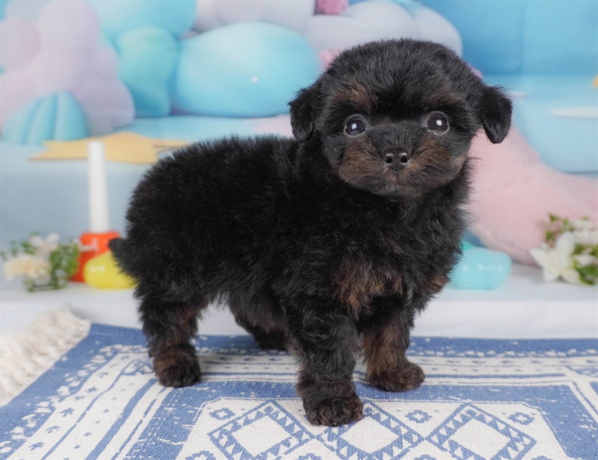 チワプー | 男の子 | ブラック＆タン | 2026年2月16日（ID:dog-30003039）