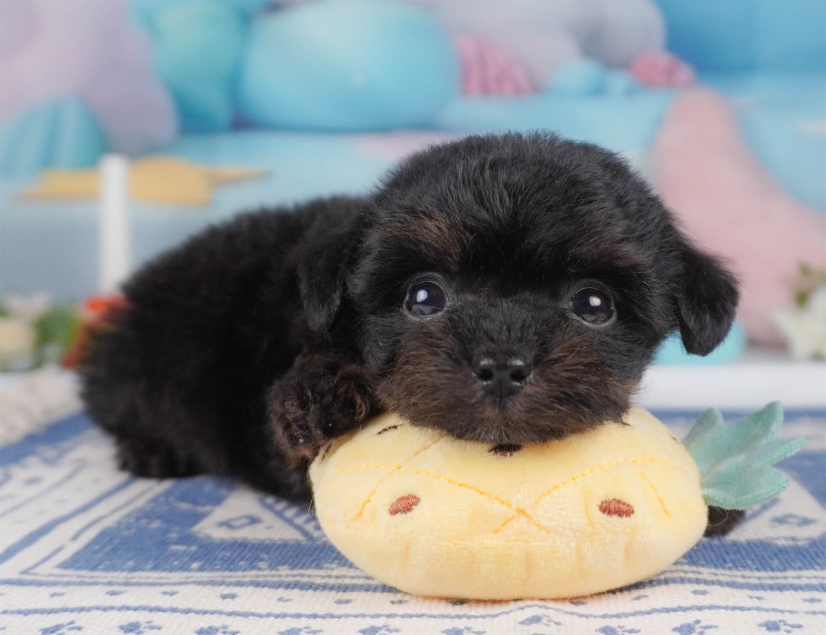 チワプー | 男の子 | ブラック＆タン | 2026年2月16日（ID:dog-30003039）