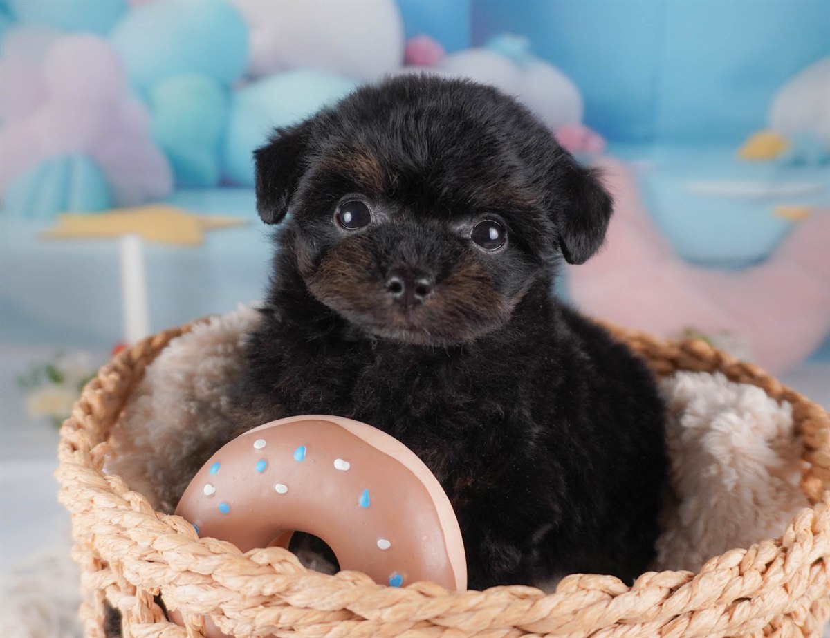 チワプー | 男の子 | ブラック＆タン | 2026年2月16日（ID:dog-30003039）