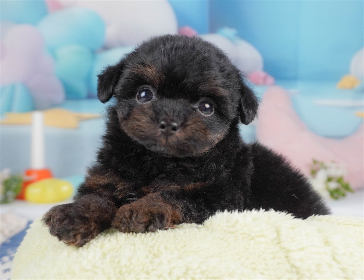 チワプー | 男の子 | ブラック＆タン | 2026年2月16日（ID:dog-30003039）