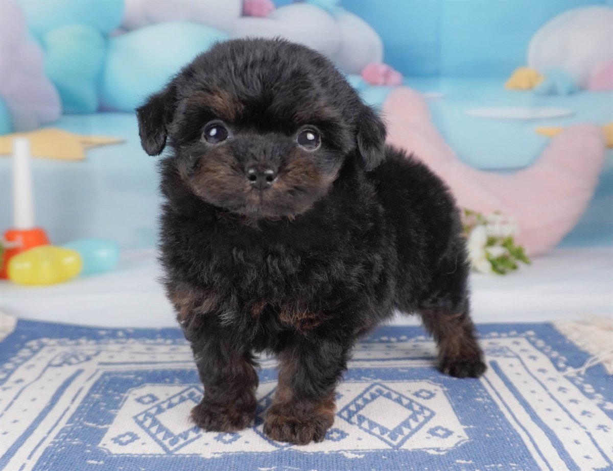 チワプー | 男の子 | ブラック＆タン | 2026年2月16日（ID:dog-30003039）
