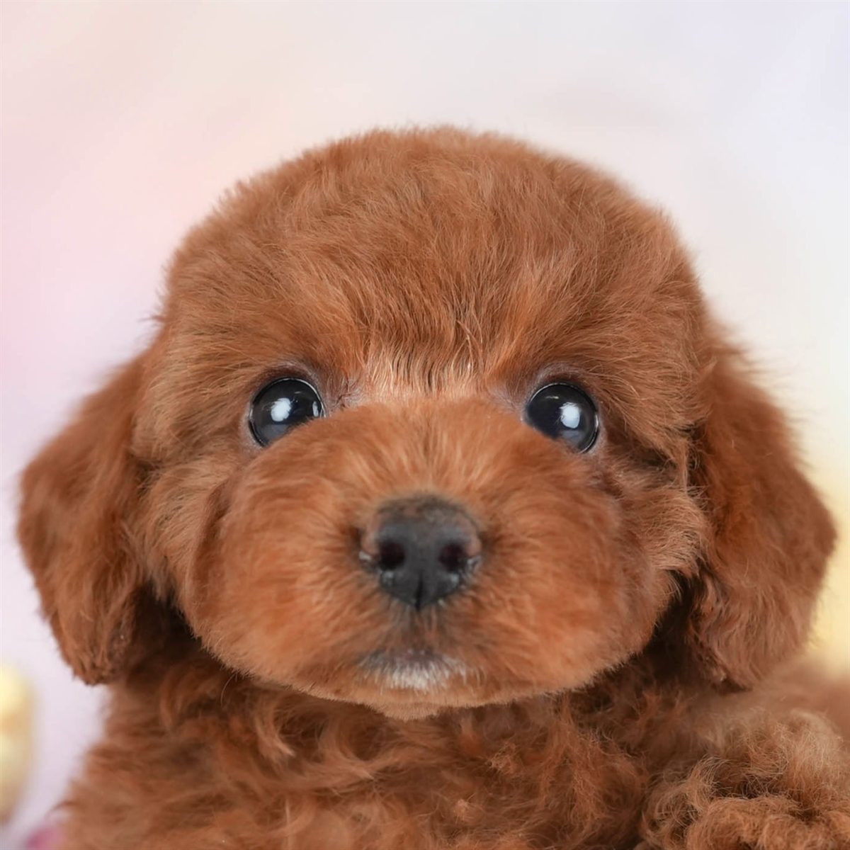 トイ・プードル | 女の子 | レッド | 2026年2月16日（ID:dog-30003041）