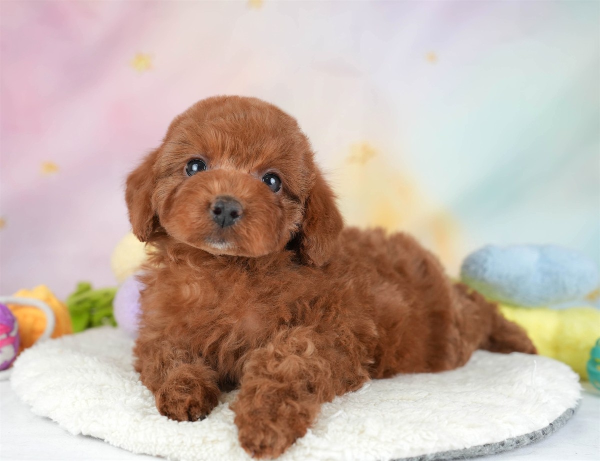 トイ・プードル | 女の子 | レッド | 2026年2月16日（ID:dog-30003041）