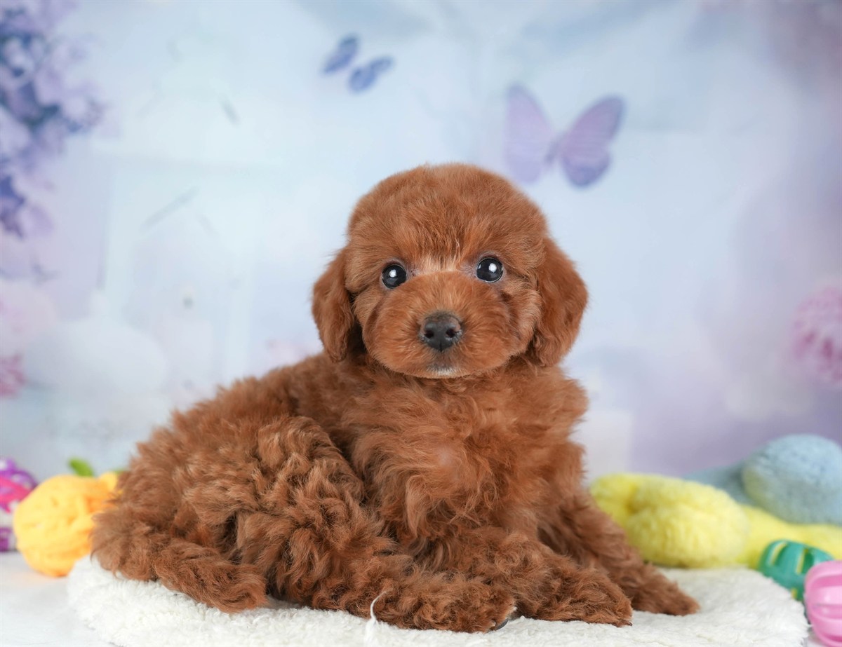 トイ・プードル | 女の子 | レッド | 2026年2月16日（ID:dog-30003041）