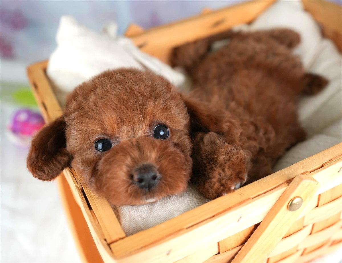 トイ・プードル | 女の子 | レッド | 2026年2月16日（ID:dog-30003041）