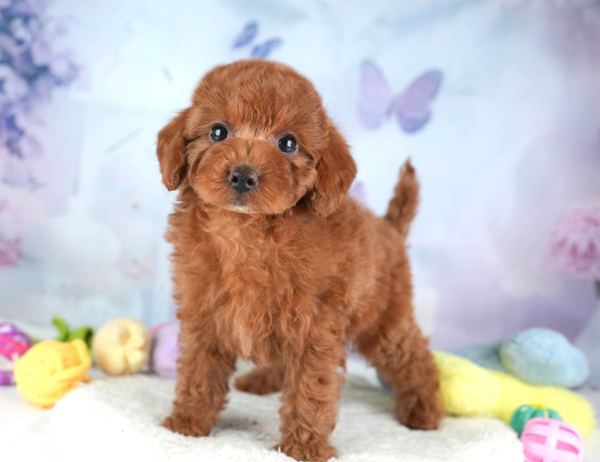 トイ・プードル | 女の子 | レッド | 2026年2月16日（ID:dog-30003041）