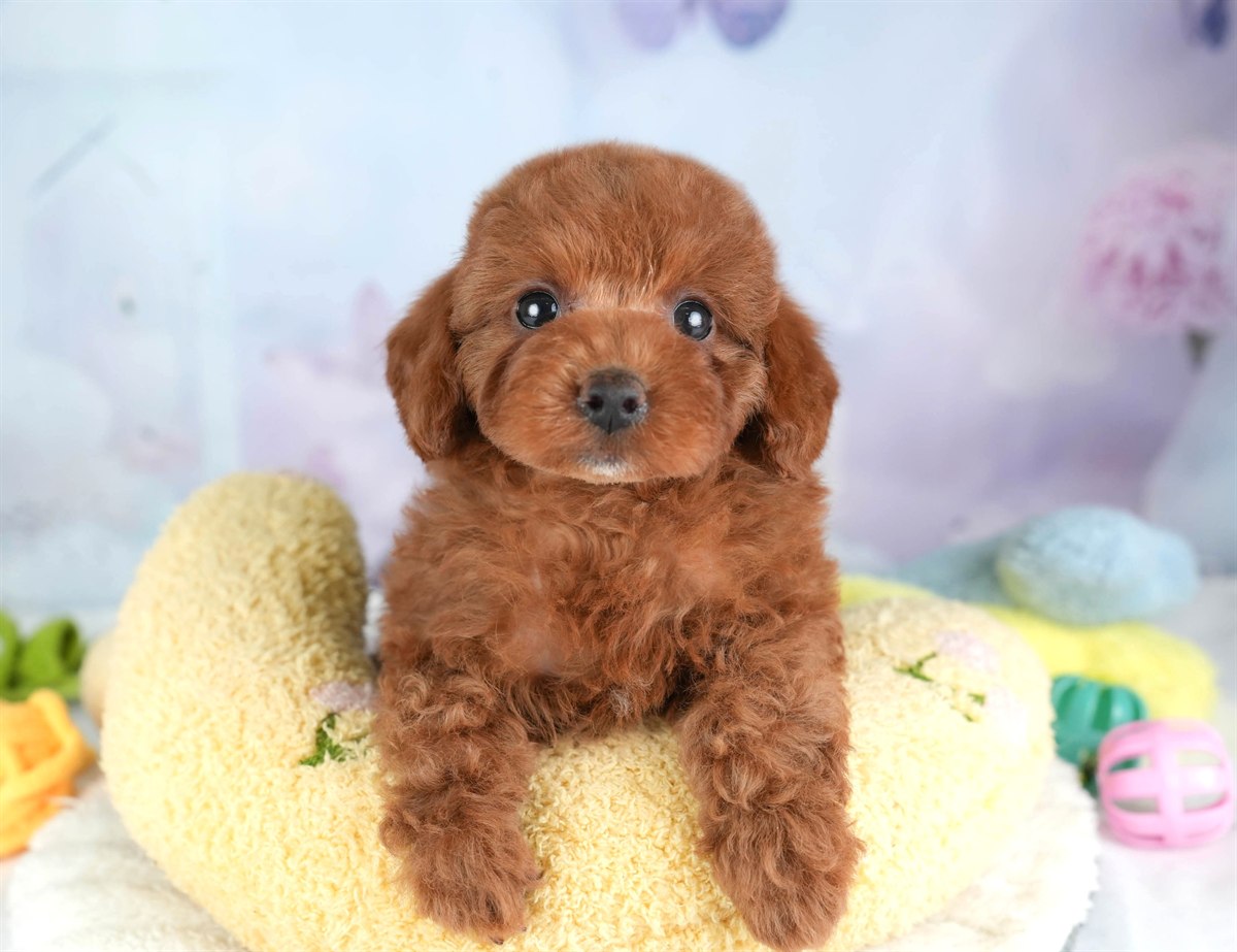 トイ・プードル | 女の子 | レッド | 2026年2月16日（ID:dog-30003041）