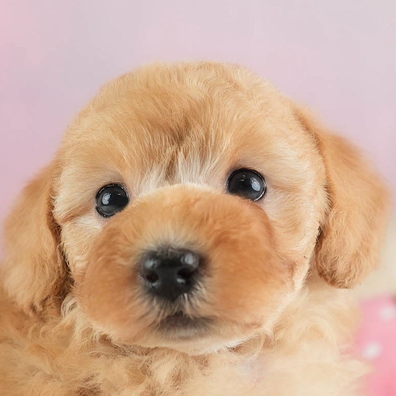 トイ・プードル | 女の子 | レッド | 2026年2月16日（ID:dog-30003042）