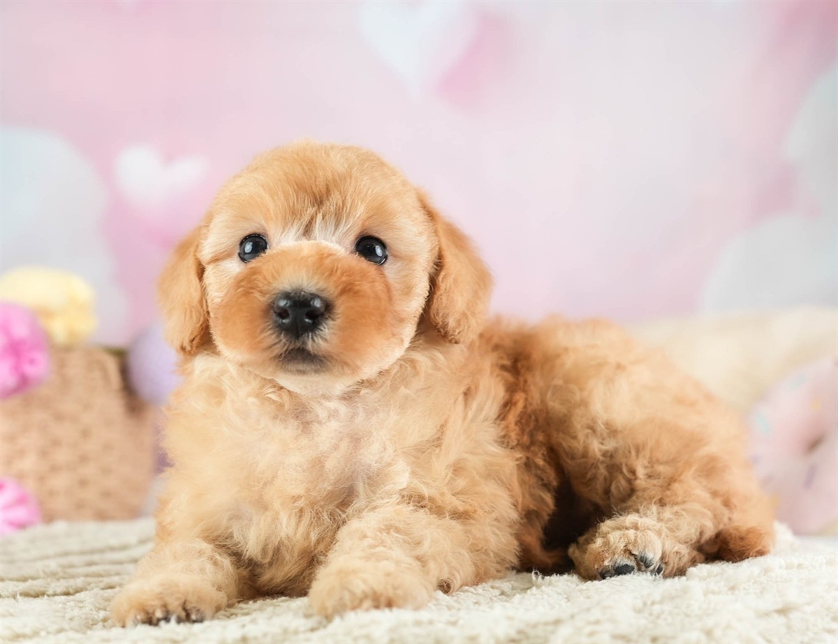 トイ・プードル | 女の子 | レッド | 2026年2月16日（ID:dog-30003042）