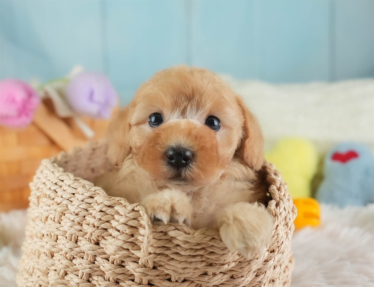 トイ・プードル | 女の子 | レッド | 2026年2月16日（ID:dog-30003042）