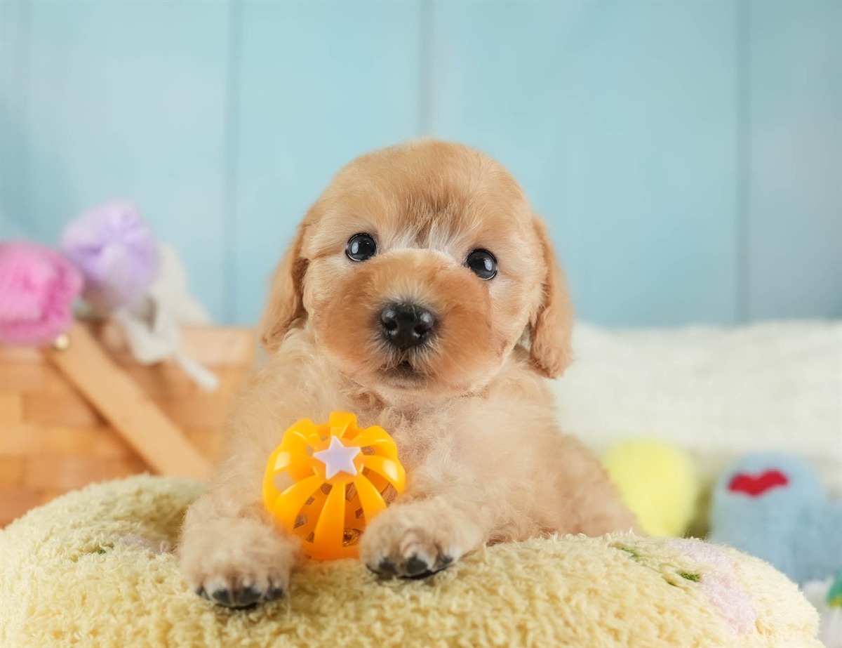 トイ・プードル | 女の子 | レッド | 2026年2月16日（ID:dog-30003042）