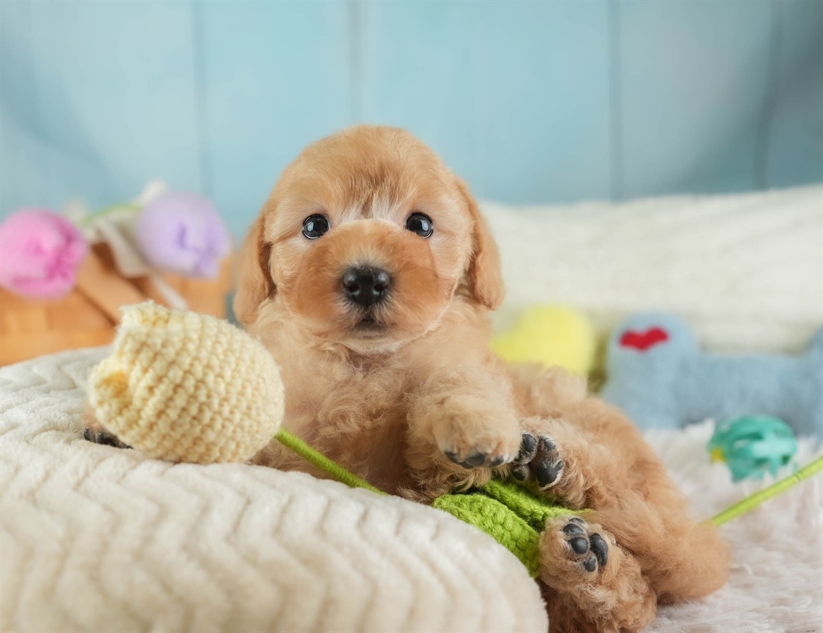 トイ・プードル | 女の子 | レッド | 2026年2月16日（ID:dog-30003042）