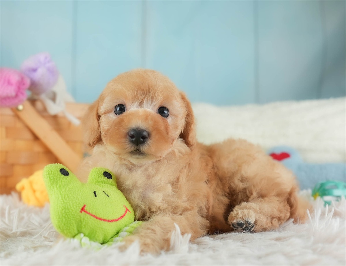 トイ・プードル | 女の子 | レッド | 2026年2月16日（ID:dog-30003042）