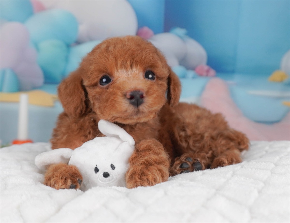 トイ・プードル | 男の子 | レッド | 2026年2月16日（ID:dog-30003043）