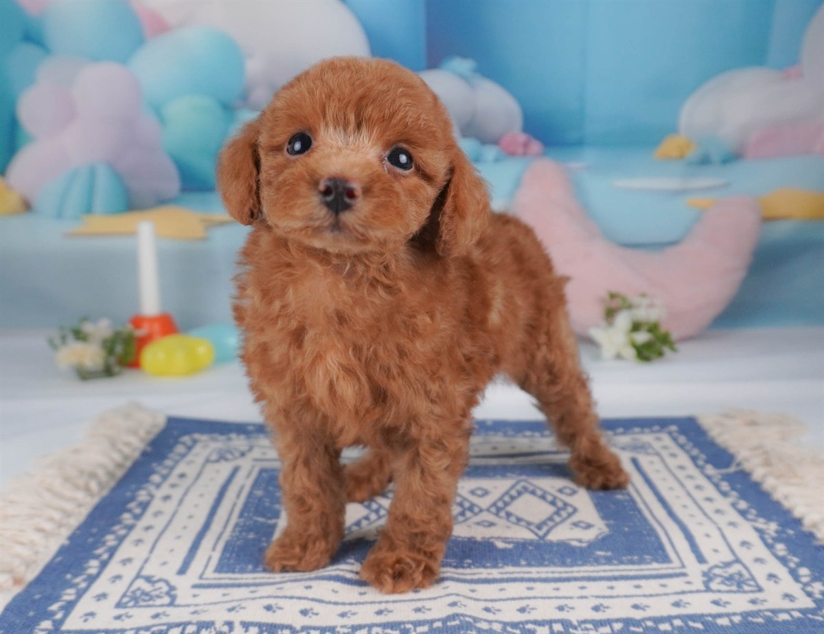 トイ・プードル | 男の子 | レッド | 2026年2月16日（ID:dog-30003043）