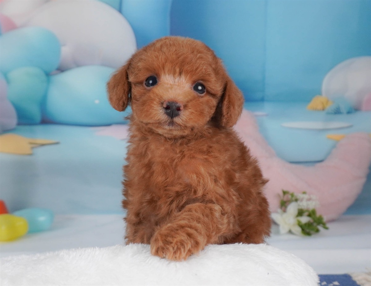 トイ・プードル | 男の子 | レッド | 2026年2月16日（ID:dog-30003043）