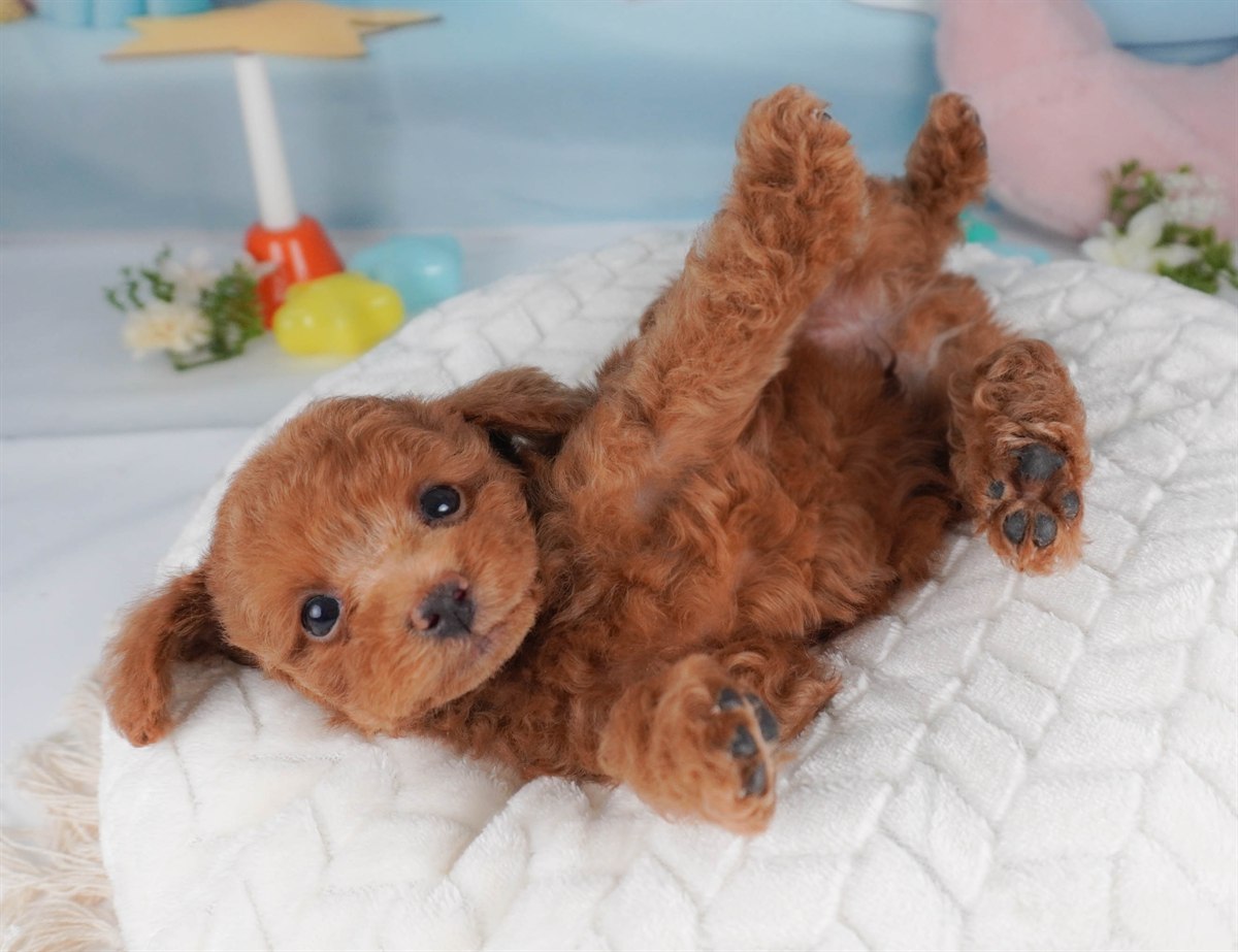 トイ・プードル | 男の子 | レッド | 2026年2月16日（ID:dog-30003043）