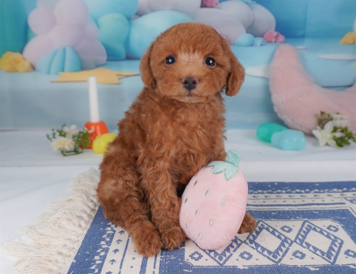 トイ・プードル | 男の子 | レッド | 2026年2月16日（ID:dog-30003043）