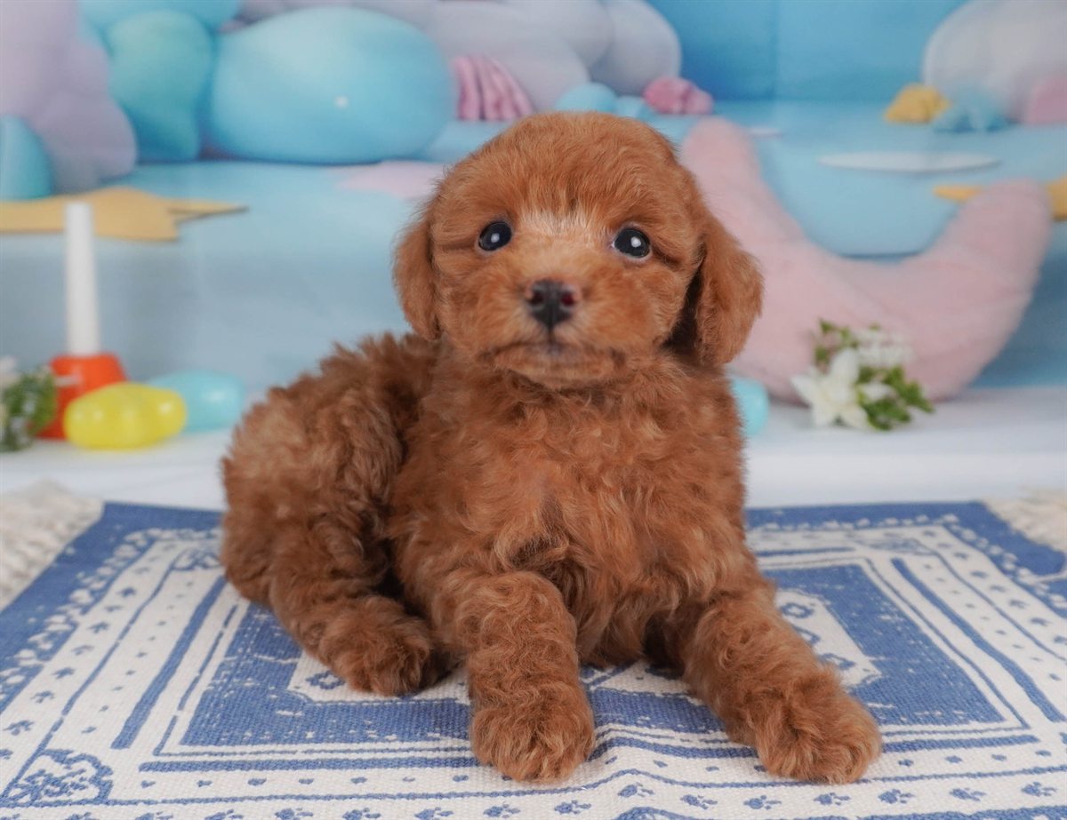 トイ・プードル | 男の子 | レッド | 2026年2月16日（ID:dog-30003043）