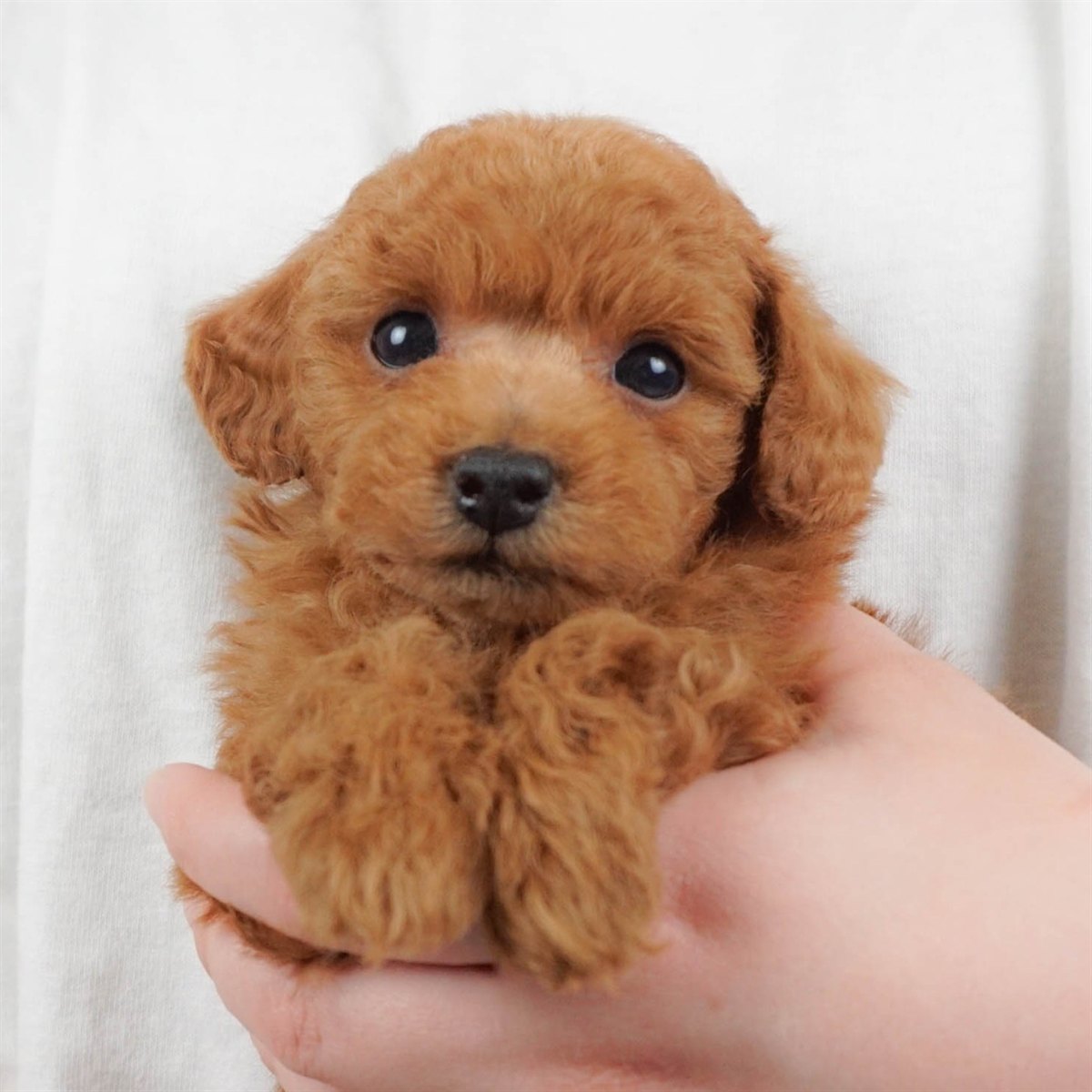 トイ・プードル | 男の子 | レッド | 2026年2月16日(ID:dog-30003045)