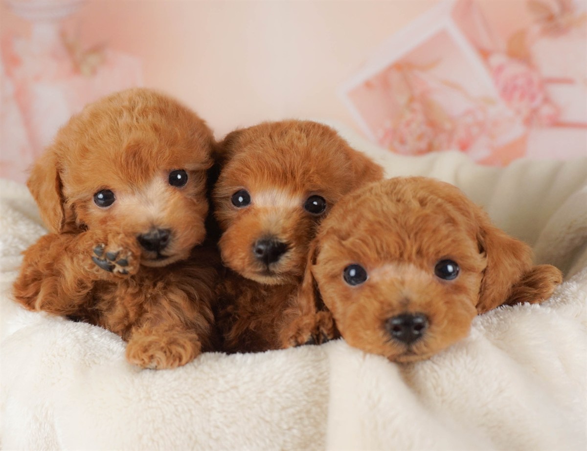 トイ・プードル | 男の子 | レッド | 2026年2月16日（ID:dog-30003045）