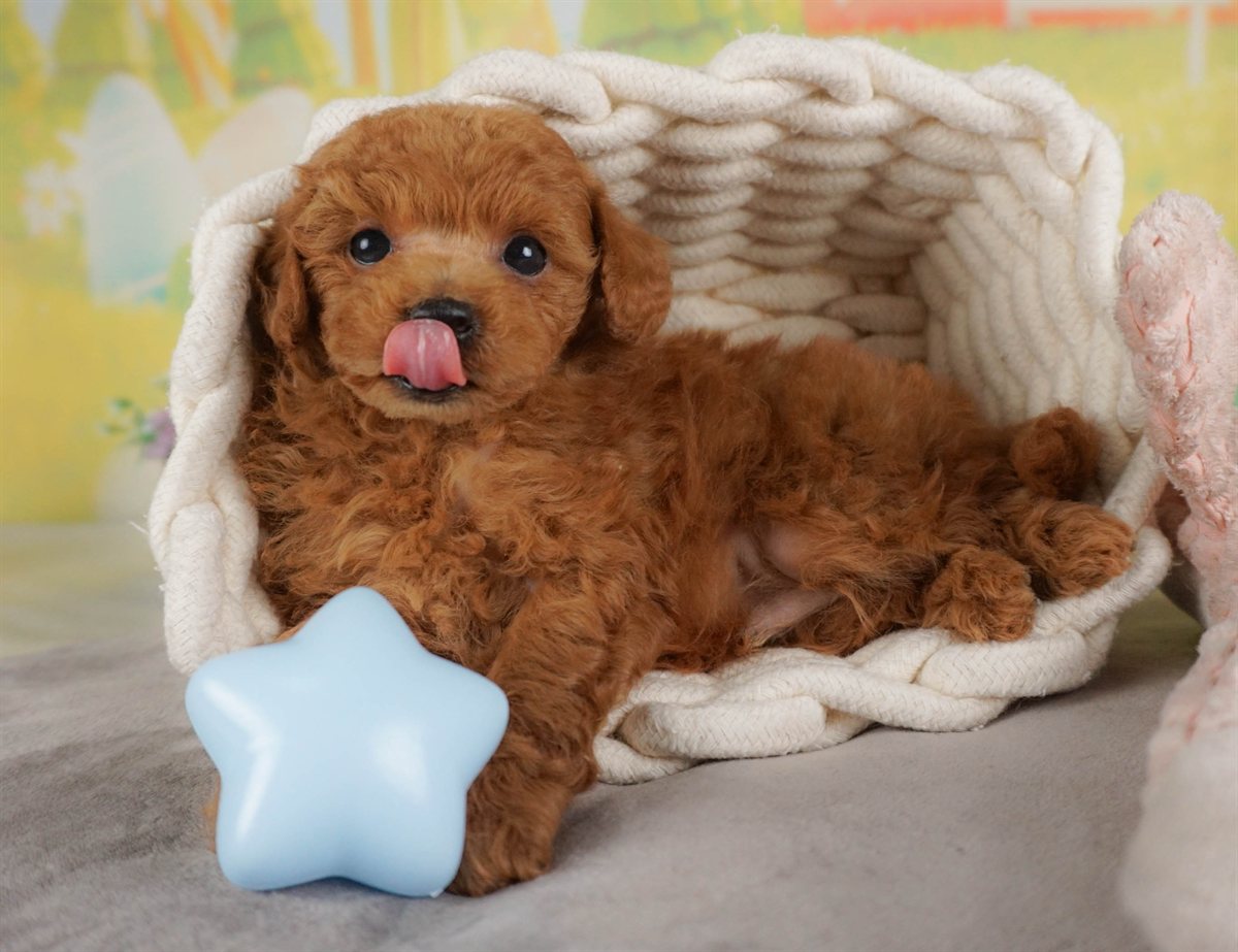 トイ・プードル | 男の子 | レッド | 2026年2月16日（ID:dog-30003045）