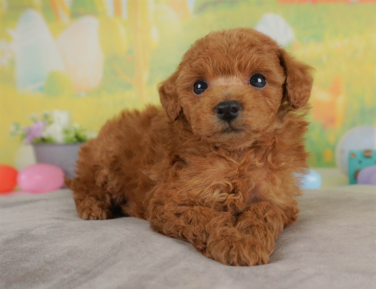 トイ・プードル | 男の子 | レッド | 2026年2月16日（ID:dog-30003045）