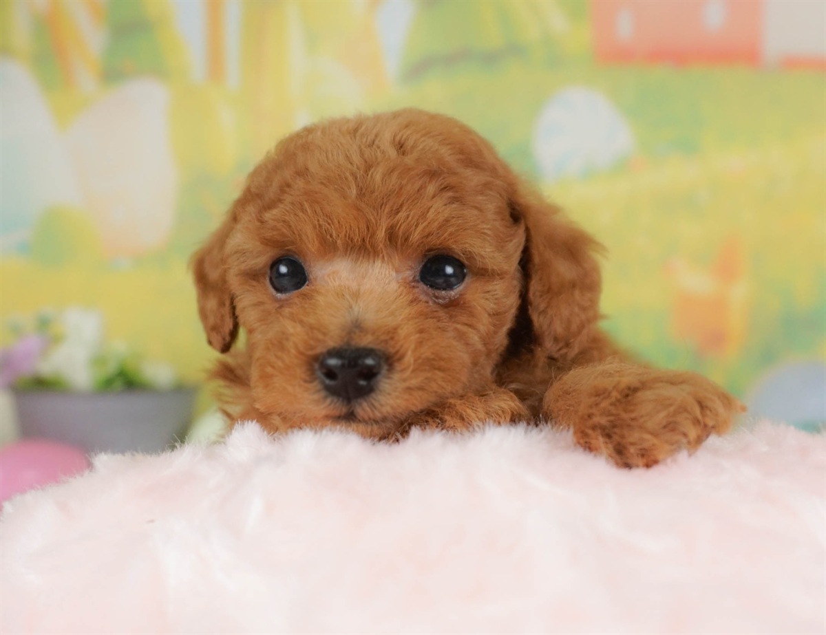 トイ・プードル | 男の子 | レッド | 2026年2月16日（ID:dog-30003045）