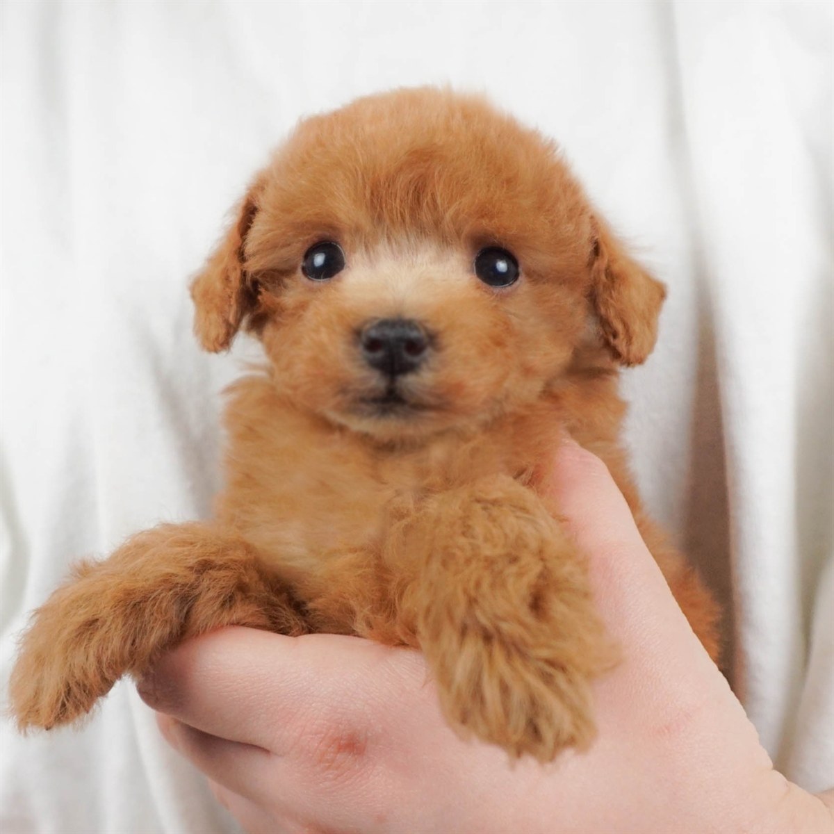 トイ・プードル | 女の子 | レッド | 2026年2月16日(ID:dog-30003046)