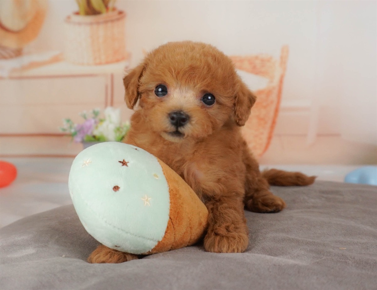 トイ・プードル | 女の子 | レッド | 2026年2月16日（ID:dog-30003046）