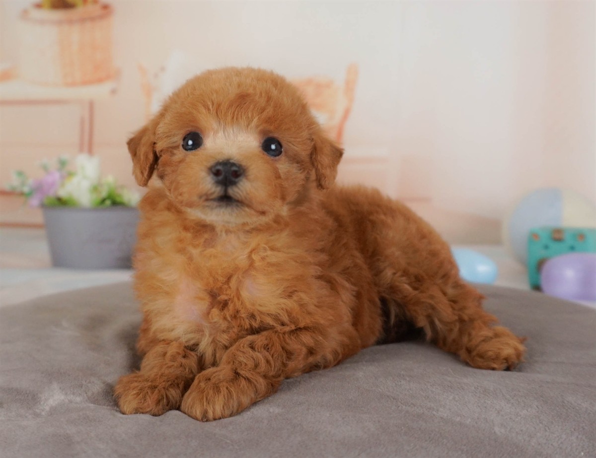 トイ・プードル | 女の子 | レッド | 2026年2月16日（ID:dog-30003046）